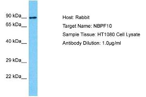 Host: Rabbit Target Name: NBPF10 Sample Type: HT1080 Whole Cell lysates Antibody Dilution: 1. (NBPF10 Antikörper  (C-Term))