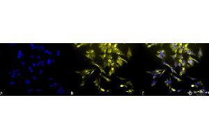 Immunocytochemistry/Immunofluorescence analysis using Mouse Anti-HO-1 Monoclonal Antibody, Clone 1F12-A6 . (HMOX1 Antikörper  (AA 1-30) (Atto 594))