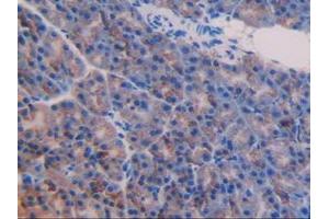 Detection of NUCB2 in Mouse Pancreas Tissue using Polyclonal Antibody to Nucleobindin 2 (NUCB2) (NUCB2 Antikörper  (AA 25-420))