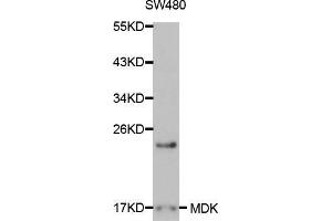 Western blot analysis of extracts of SW480 cells, using MDK antibody. (Midkine Antikörper  (AA 21-143))