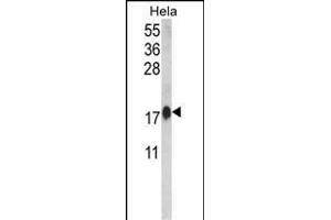 Western blot analysis of CALM1 Antibody (C-term) (ABIN652489 and ABIN2842329) in Hela cell line lysates (35 μg/lane). (Calmodulin 1 Antikörper  (C-Term))