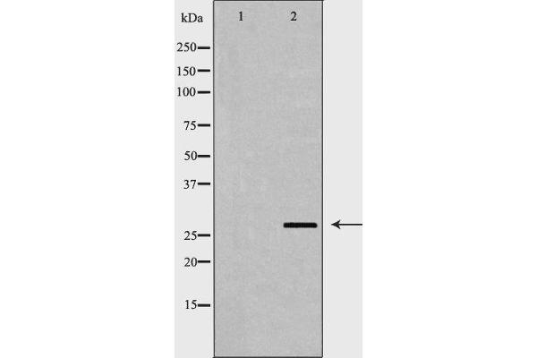 PSMA3 Antikörper  (Internal Region)