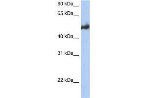 WB Suggested Anti-BAG3 Antibody Titration:  0. (BAG3 Antikörper  (Middle Region))