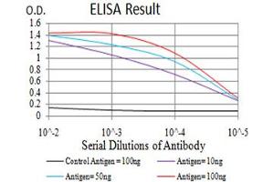 Fig. (AKT1 Antikörper  (AA 1-150))