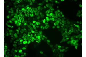 Immunofluorescent staining of mouse embryonic stem (ES) cell line. (Nanog Antikörper)