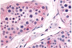 Human Testis (formalin-fixed, paraffin-embedded) stained with PTGES antibody ABIN213597 at 10 ug/ml followed by biotinylated goat anti-rabbit IgG secondary antibody ABIN481713, alkaline phosphatase-streptavidin and chromogen. (Prostaglandin E Synthase Antikörper  (N-Term))
