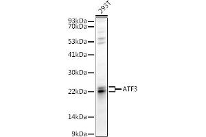 Western blot analysis of extracts of 293T cells, using  antibody (ABIN6127378, ABIN6137233, ABIN6137235 and ABIN6217480) at 1:1000 dilution. (ATF3 Antikörper  (AA 1-181))
