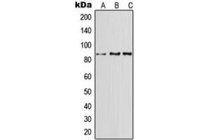 Western blot analysis of CD91 expression in A549 (A), SP2/0 (B), H9C2 (C) whole cell lysates. (LRP1 Antikörper  (N-Term))