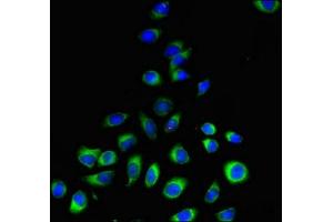 Immunofluorescent analysis of A549 cells using ABIN7163139 at dilution of 1:100 and Alexa Fluor 488-congugated AffiniPure Goat Anti-Rabbit IgG(H+L) (PEMT Antikörper  (AA 2-49))