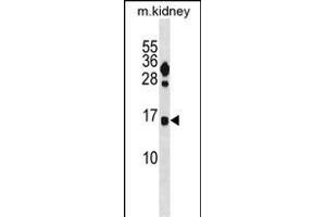 FUNDC2 Antibody (C-term) (ABIN1881354 and ABIN2839012) western blot analysis in mouse kidney tissue lysates (35 μg/lane).