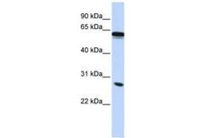 Image no. 1 for anti-Inhibin Binding Protein (INHBP) (C-Term) antibody (ABIN6743125) (IGSF1 Antikörper  (C-Term))