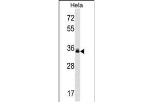 Western blot analysis in Hela cell line lysates (35ug/lane). (LMAN2 Antikörper  (C-Term))