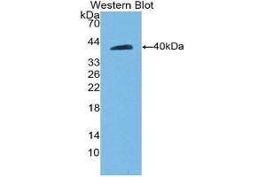 Western Blotting (WB) image for anti-Cadherin 5 (CDH5) (AA 59-382) antibody (ABIN1858328)