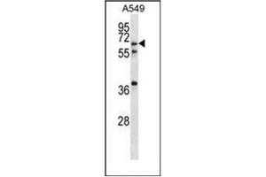 Western blot analysis of GLP2R Antibody (Center) in A549 cell line lysates (35ug/lane).