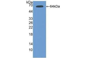 Western blot analysis of recombinant Mouse Tie2. (TEK Antikörper  (AA 44-341))