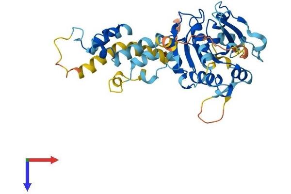 FBXO4 Protein (AA 1-387) (His tag)