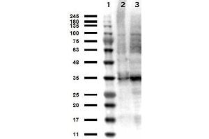 Western Blot results of Sheep anti-Thymidylate Synthase Antibody. (TYMS Antikörper)