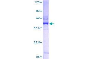 Image no. 1 for Paired Immunoglobin-Like Type 2 Receptor beta (PILRB) (AA 1-227) protein (GST tag) (ABIN7477826) (PILRB Protein (AA 1-227) (GST tag))