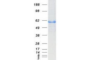 Validation with Western Blot (ALDH2 Protein (Myc-DYKDDDDK Tag))