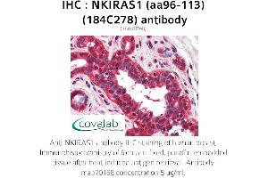 Image no. 1 for anti-NFKB Inhibitor Interacting Ras-Like 1 (NKIRAS1) (AA 96-113) antibody (ABIN5693643) (NKIRAS1 Antikörper  (AA 96-113))