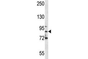 MPO antibody western blot analysis in NCI-H460 lysate.