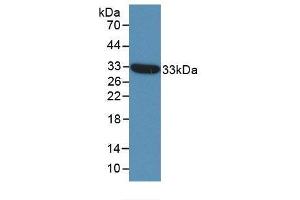 Western blot analysis of recombinant Human ST14. (APLP2 Antikörper  (AA 607-852))