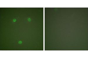 Peptide - +Immunofluorescence analysis of COS7 cells, using GADD153 antibody (#C0202). (DDIT3 Antikörper)