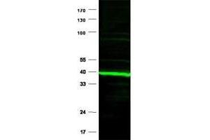 Immunoblotting of Ppard polyclonal antibody  is shown to detect a predominant band at ~ 43 kDa corresponding to Ppard present in mouse heart tissue lysates. (PPARD Antikörper  (N-Term))
