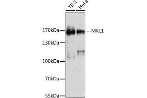 Western blot analysis of extracts of various cell lines, using MKL1 antibody (ABIN6132378, ABIN6143853, ABIN6143856 and ABIN6216288) at 1:1000 dilution. (MKL1 Antikörper  (AA 1-280))