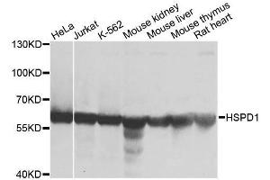 Western Blotting (WB) image for anti-Heat Shock 60kDa Protein 1 (Chaperonin) (HSPD1) (AA 27-240) antibody (ABIN3021182)