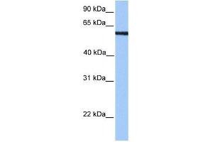 MLLT3 antibody used at 0. (AF9 Antikörper  (N-Term))