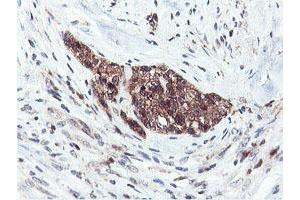 Image no. 10 for anti-Arginyl Aminopeptidase (Aminopeptidase B) (RNPEP) antibody (ABIN1500729) (RNPEP Antikörper)