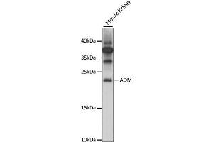Western blot analysis of extracts of Mouse kidney, using ADM antibody (ABIN7265507) at 1:1000 dilution. (Adrenomedullin Antikörper  (AA 50-150))