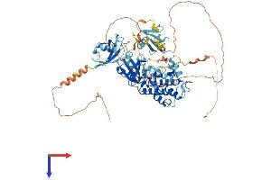 DCLK1 Protein (AA 1-740) (His tag)