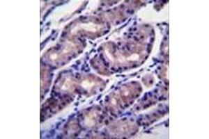 Immunohistochemistry analysis in formalin fixed and paraffin embedded human stomach tissue reacted with FOXA2 / HNF3B Antibody (Center) followed by peroxidase conjugation of the secondary antibody and DAB staining.