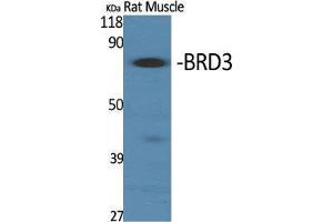 Western Blot (WB) analysis of specific cells using BRD3 Polyclonal Antibody. (BRD3 Antikörper  (C-Term))