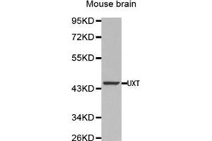 Western Blotting (WB) image for anti-Ubiquitously-Expressed, Prefoldin-Like Chaperone (UXT) (AA 13-169) antibody (ABIN1683236) (UXT Antikörper  (AA 13-169))