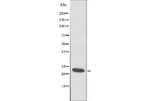 Western blot analysis of extracts from HT-29 cells, using ATP5S antibody. (ATP5S Antikörper  (Internal Region))
