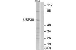 Western Blotting (WB) image for anti-Ubiquitin Specific Peptidase 30 (Usp30) (AA 31-80) antibody (ABIN2890673) (Usp30 Antikörper  (AA 31-80))