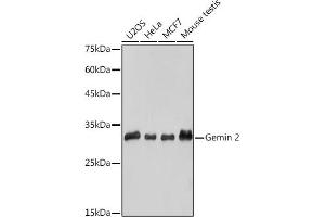 Western blot analysis of extracts of various cell lines, using Gemin 2 antibody (ABIN7267366) at 1:1000 dilution. (SIP1 Antikörper)