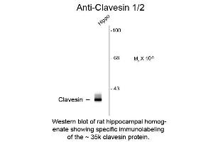Western Blot of Anti-Clavesin (Rabbit) Antibody - 612-401-D17 Western Blot of Anti-Clavesin (Rabbit) Antibody. (Clavesin 1 Antikörper  (C-Term))