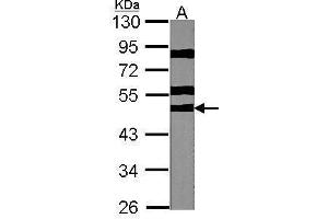WB Image Sample (30 ug of whole cell lysate) A:NIH-3T3 10% SDS PAGE antibody diluted at 1:1000 (RPS6KB2 Antikörper  (Center))