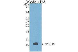 Western Blotting (WB) image for anti-Apolipoprotein C-III (APOC3) (AA 21-101) antibody (ABIN3201638) (APOC3 Antikörper  (AA 21-101))