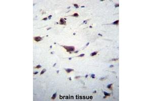 PREX1 Antibody (C-term) immunohistochemistry analysis in formalin fixed and paraffin embedded human brain tissue followed by peroxidase conjugation of the secondary antibody and DAB staining. (PREX1 Antikörper  (C-Term))