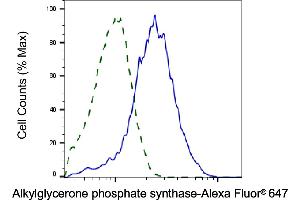 Validation of Alkylglycerone phosphate synthase knockdown using flow cytometry. (Rekombinanter AGPS Antikörper)