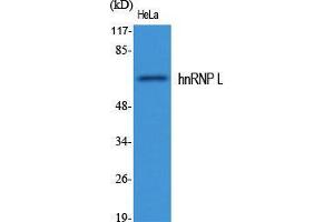 Western Blot (WB) analysis of specific cells using hnRNP L Polyclonal Antibody. (HNRNPL Antikörper  (Internal Region))