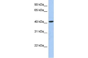 WB Suggested Anti-FAM105A Antibody Titration:  0. (FAM105A Antikörper  (Middle Region))