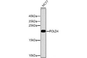 Western blot analysis of extracts of MCF-7 cells using POLD4 Polyclonal Antibody at dilution of 1:1000. (POLD4 Antikörper)