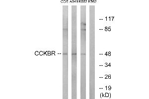 Western blot analysis of extracts from COS-7 cells, A549 cells and K562 cells, using CCKBR antibody. (CCKBR Antikörper)