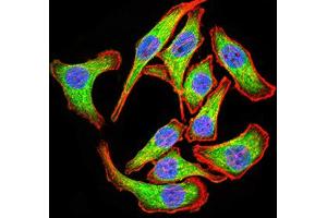 Immunocytochemistry (ICC) image for anti-PYD and CARD Domain Containing (PYCARD) (AA 1-120) antibody (ABIN5912497)